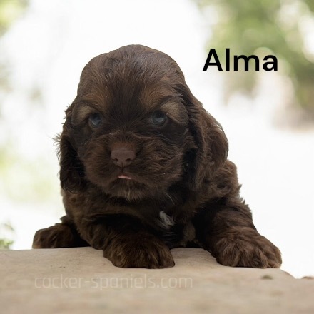 puppy, for, sale, Cocker Spaniel, Joe & Cherri  Overlease, dog, breeder, Miller, MO, dog-breeder, puppy-for-sale, forsale, nearby, find, puppyfind, locator, puppylocator, aca